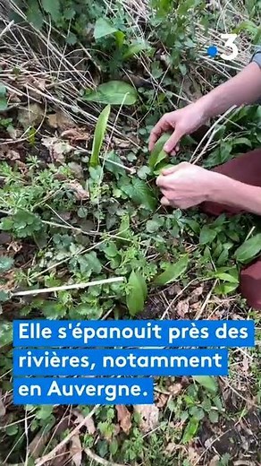 L’ail des ours : tous les secrets de cette plante merveilleuse