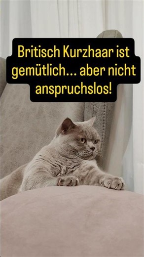 Britisch Kurzhaar: Der größte Irrtum! #bkh #britischkurzhaar #katzenrassen