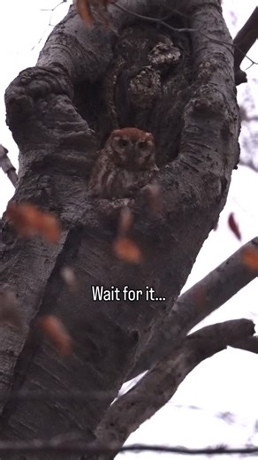 Chad Sawyer on Instagram: "No snooze button for this red morph screech owl. Hunt mode: ON. 🎯🦉 #easternscreechowl #redmorph #owlsofinstagram #owlphotography #wildlifephotography #birdsofprey #naturegram #into_the_wild #sonyalpha #wildlifeperfection #leofoto #bestofthebuckeyestate #ohiobirds #shootslik #owlsofınstagram"
