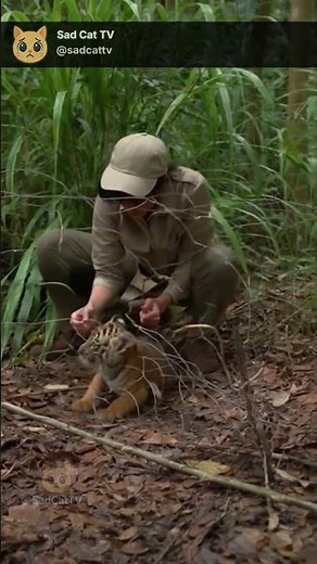Tiger Cub Stuck in Wire… Ranger Saves It Just as Mom Shows Up! 😱