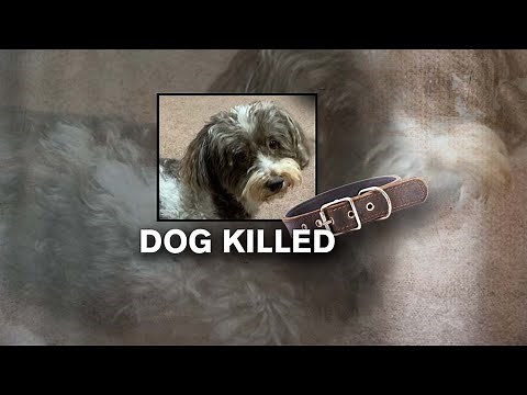 Dog mauled to death by another dog; family seeks justice