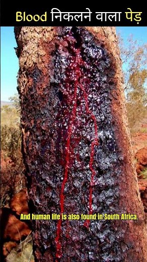 Bleeding_tree_____🤔____#shorts
