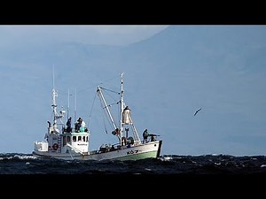 Iceland kills first whales since 2023, resuming whaling