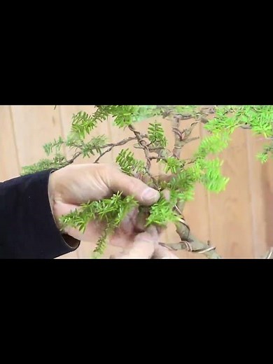 米栂・これからが楽しみな一鉢 #bonsai #japanesebonsai