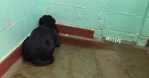 This dog is afraid of humans – until a woman realizes why and changes everything