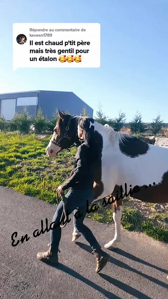 Saillie de Jument : L'Amour Équestre 💘