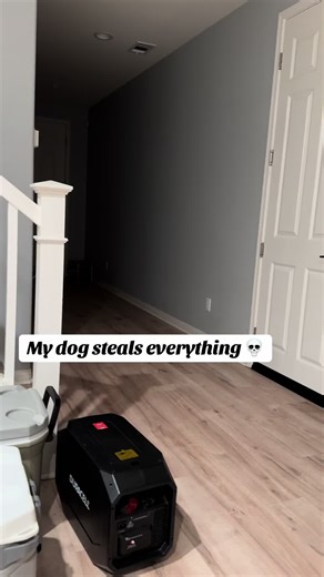 One thing Bane gone do is steal 💀 #raisingbane #banethedog #funnydogvideos