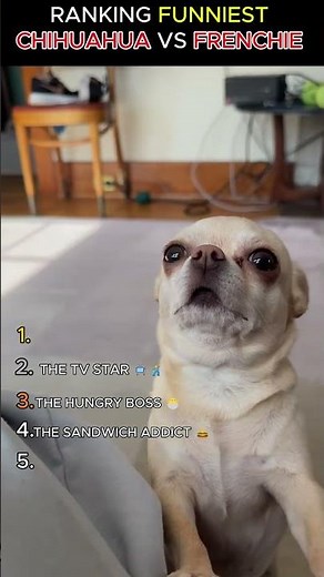 CHIHUAHUA VS FRENCH BULLDOG: WHO IS THE REAL BOSS? 💀🐕