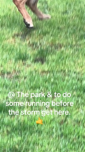 Me & my animals ❤️🤙 (@me.my.animals)’s videos with original sound - Me & my animals ❤️🤙