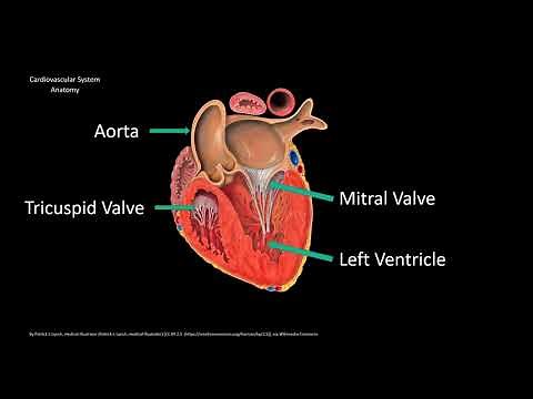 Aging Changes of the Cells, Respiratory, and Cardiovascular System