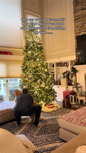 Golden retriever take at the dog stick in their paws out to stop themselves from hitting the wall trend 🤣😭 #dog #goldenretriever