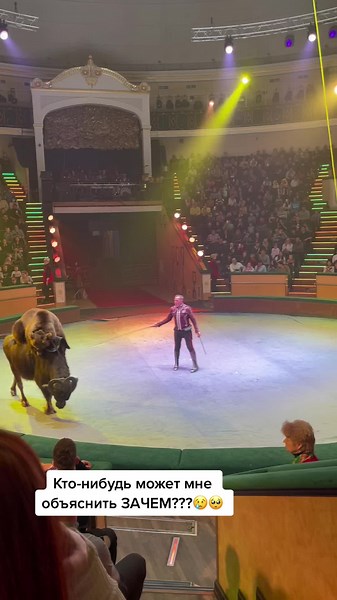 Circus Performance with a Large Animal Act