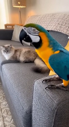 Crazy Birds Daily on Reels