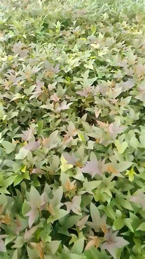 Sweet Potato Farmer? Where are you following us from? Where are you farming your sweet potato from this season? How big is your field going to be this year? Lets discuss | Nguvu Sweetpotato Farms