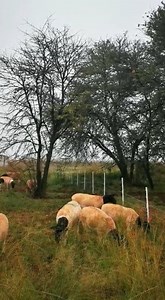 2.8K views · 37 reactions | Sheep Strip Grazing | Gallagher Animal Management | Facebook