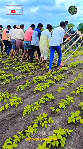 38K views · 104 reactions | Witness the traditional method of...