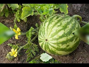 Climbers and creepers