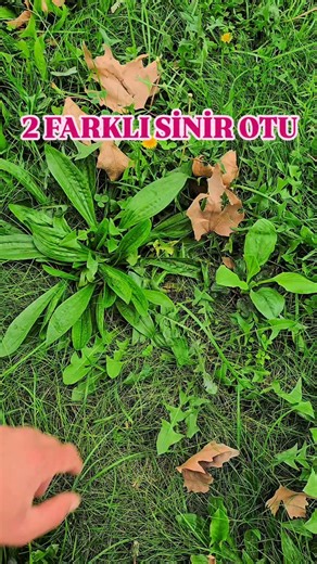 🌿 Plantago major ve Plantago lanceolata aynı bitki değildir — ikisi de Plantago (damarotu, sinirli ot) cinsine ait kardeş türlerdir, ancak görünüşleri ve bazı özellikleri farklıdır. İşte kısa karşılaştırma 👇 🌿 Plantago major → Geniş yapraklı sinirli ot Geniş, oval yapraklı Daha çok yaralar, iltihaplar ve cilt sorunları için kullanılır 🌿 Plantago lanceolata → Dar yapraklı sinirli ot Uzun, dar yapraklı Daha çok öksürük, boğaz ve solunum yolu için etkilidir 👉 Fark: Major dıştan (cilt), Lanceol