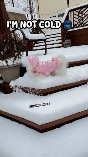 Not cold just shivering 🥶 | Life with Small Dogs and Cat