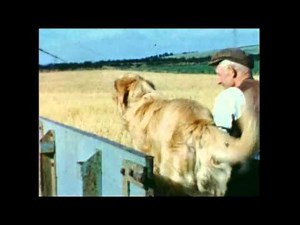 Oliver combine harvester 1959