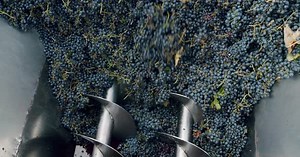 Stemmer Crusher Crushing Grapes at a Winery Wine Making Process