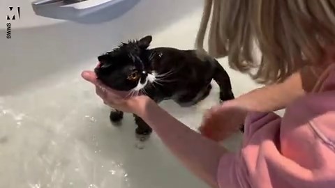 The surprising reason your cat brings home dead birds and more feline facts