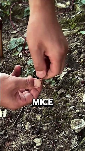 Electric Mouse Trap in Action: How It Works