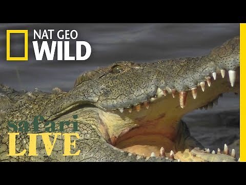 Crocodiles Have the World's Strongest Bite—See It In Action | Nat Geo Wild