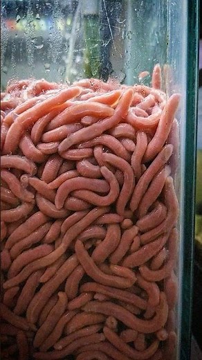 [WARNING] The Flesh Aquarium: Spoon Worm Nightmare #Shorts #LiminalSpace