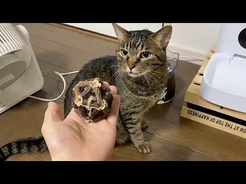 I gave a ball of matatabi to a vicious cat, and he got very excited and went on a rampage...