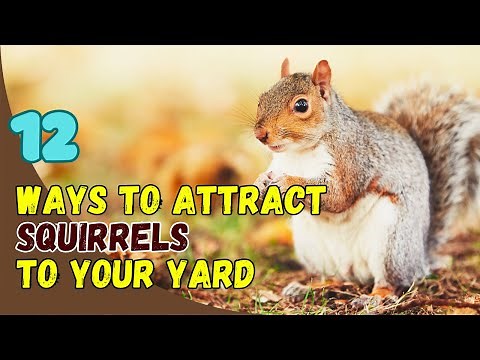 12 Best Ways to Attract Squirrels to Your Yard 🐿️🌳