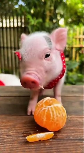 The little pig is eating oranges, very cute.