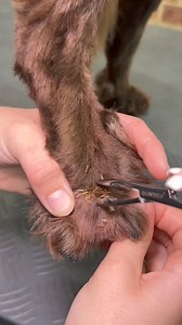 Doggy Daily Episode: 348: Woody the Working Cocker Spaniel 🐾 #cockerspaniel #doggrooming | Doggy Styling