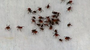 Pennsylvania research lab sees increase in tick population