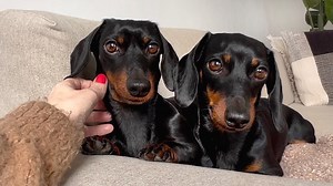 112K views · 7.9K reactions | Cuddling all day long with these 2 Mini Dachshunds. | Loulou & Friends | Facebook