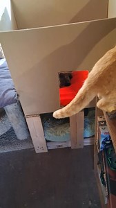 20 reactions | New cat duplex!!!!! In the mancave! | Jason Griffith | Facebook