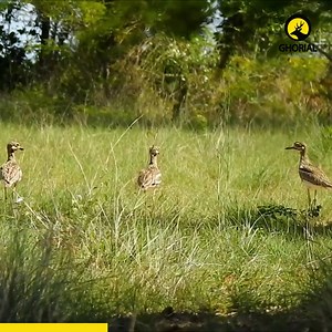 49K views · 1.4K reactions | Indian Stone-curlew – দেশি মোটাহাঁটু...