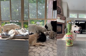 298K views · 29K reactions | Shenanigans With My Dogs We've got Oliver annoying Charlie All five dogs playing at the same time Charlie reacting to a yodeling pickle Aftermath of Daisy getting a bath Herb with the tooting boombox Charlie tooting Charlie wanting pets & Charlie watching a plane. Whats your favorite clip? | Charlie The Golden | Facebook