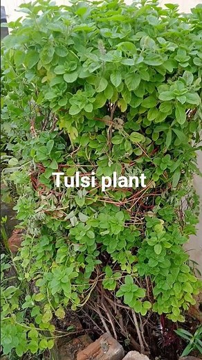 How to grow a Tulsi Plant easily..Rama Tulsi , Shyama Tulsi