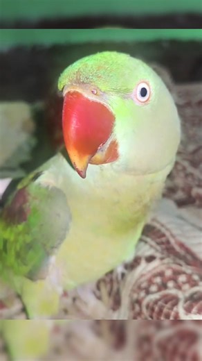 Parrot amazing talking video 🦜❤ #parrot​ #parrottalking​ #parrotvideo​