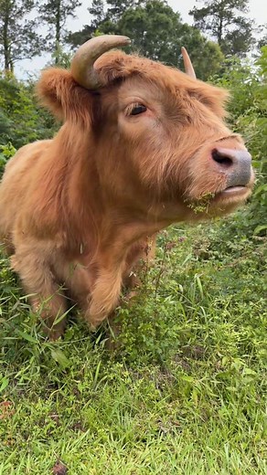 Had to break the big dogs out on Mother’s Day 🐮🤦🏼‍♀️ #minicow #highlandcow #cowsoftiktok