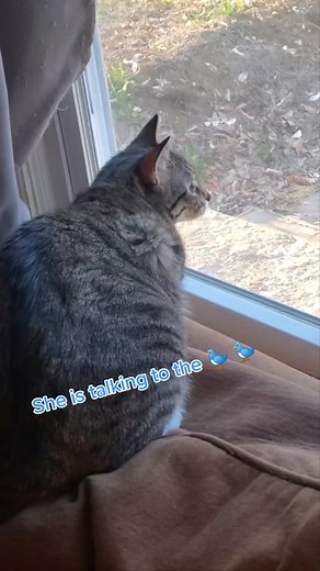 Understanding Cat Chirping: What Does It Mean?