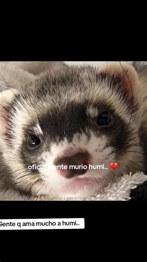 Lyna y Humita: Recordando a Nuestro Querido Amigo