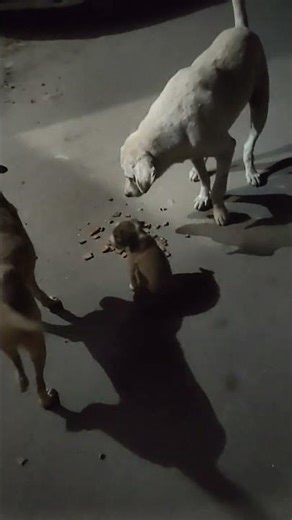 😊😊inhe dekh ke sukoon aata hai😊😊#narayan #cutedog #dog #dogs #dogshorts #doglife #animals