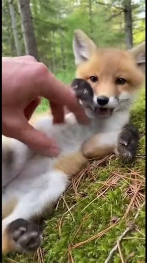 This Baby Fox Can’t Stop Giggling 🦊😂 So Adorable!