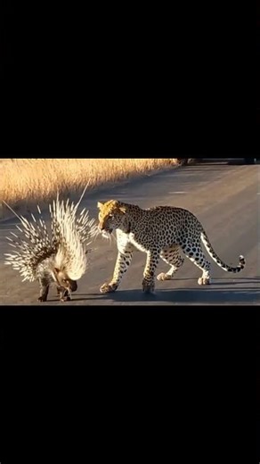 porcupine v.s. leopard