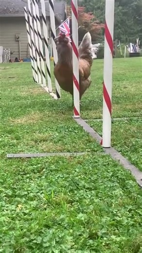 Weave Pole Training Gwen