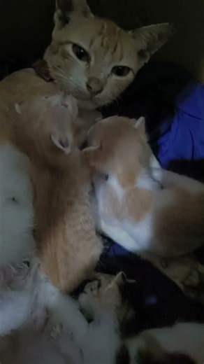 kittens meowing#asmr #asmrsounds