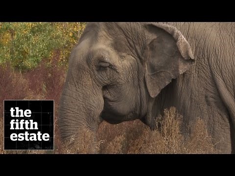 Zoo Elephants : The Elephant in the Room - the fifth estate