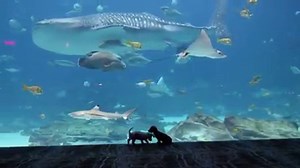 600K views · 15K reactions | Puppies + Ocean Voyager = Quarantine therapy 殺 Our friends at Atlanta Humane Society stopped by for a brief puppy field trip with pups Odie and Carmel. It was such a ruff day.  | Georgia Aquarium | Facebook